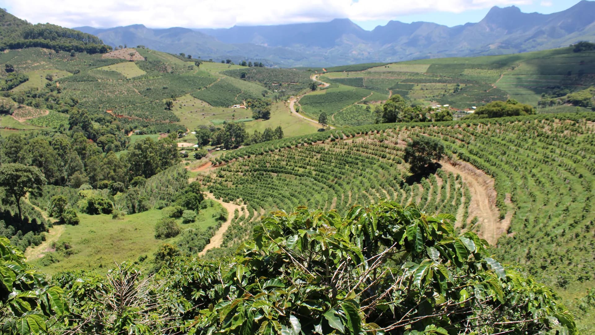 Caficultor