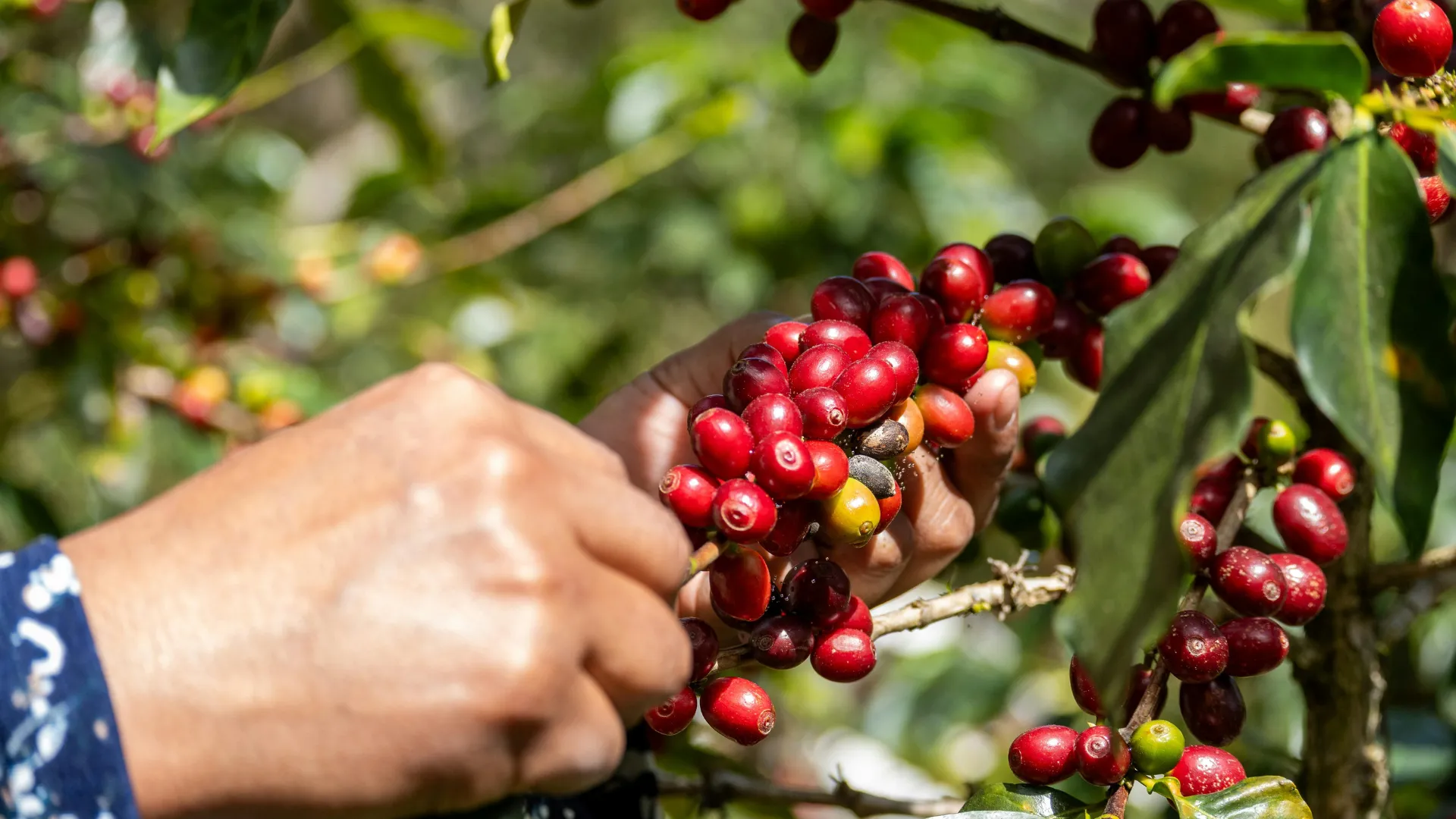 Cultivo de café